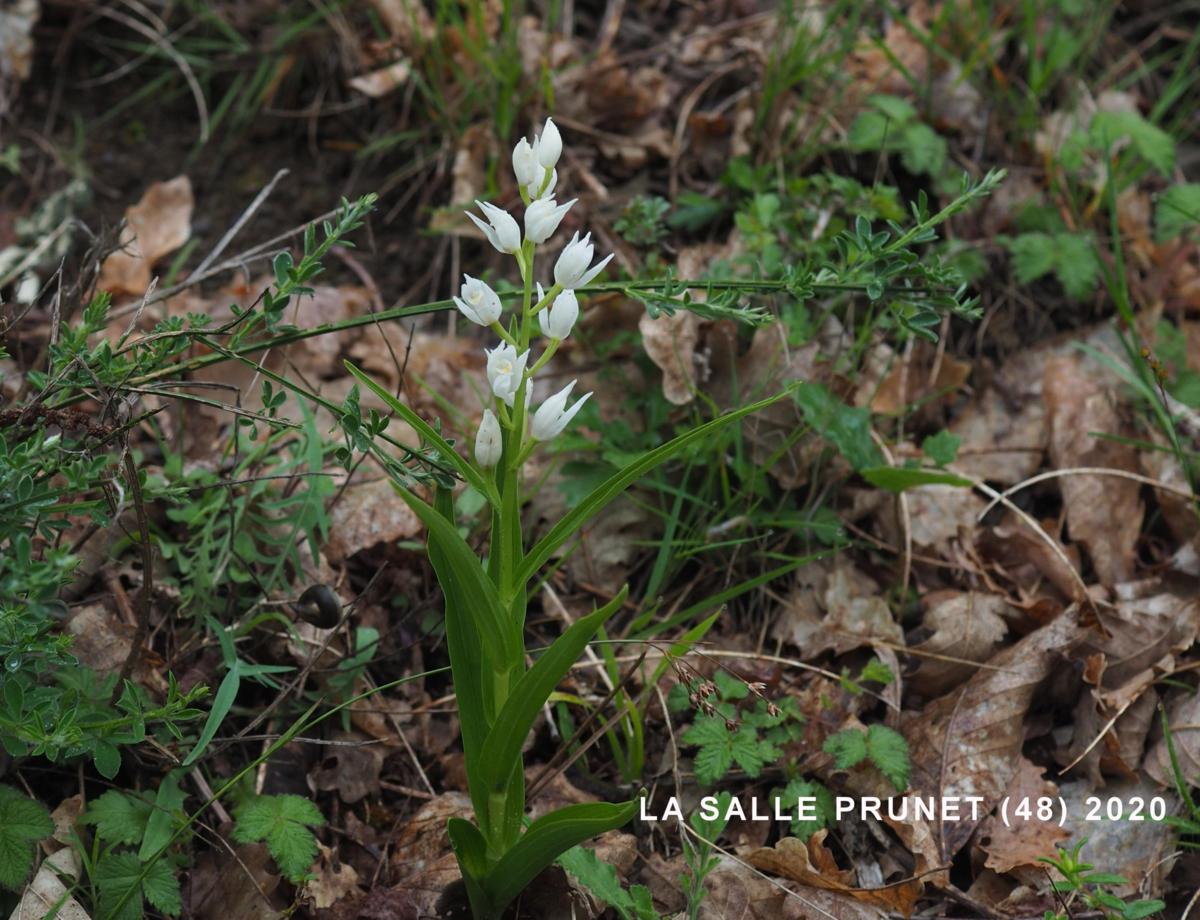 Helleborine, Narrow-leaved plant